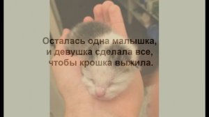 История спасения новорожденного котенка. The story of the rescue of a newborn kitten