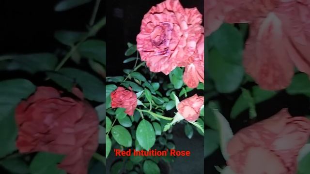 'Red Intuition' Rose