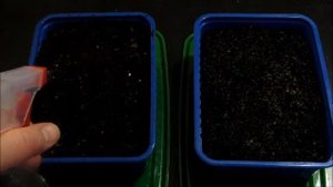 Как посеять землянику на рассаду семенами