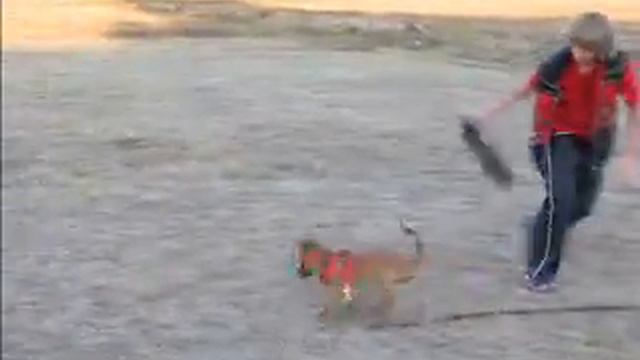 Puppy of Malinois. Draive iz Komandy Azart (for sale) смотреть онлайн