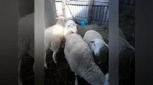 Овцы Дорпер(кроссы)