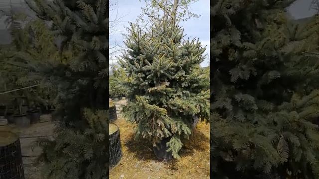 Μπλε Ερυθρελάτη Picea pungens Hoopsii