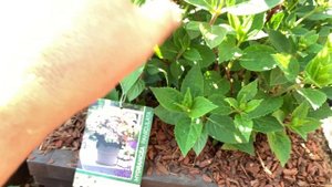 НОВИНКА. HYDRANGEA POLESTAR (R) 'Berg14'Идеальная гортензия для балконов и террас.Гортензия Полиста