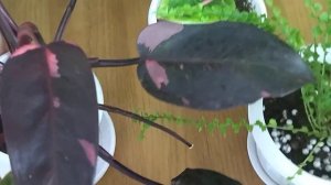 Мои комнатные растения . Обзор полок .