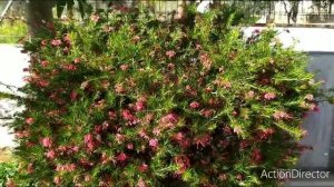 #Гревиллея/Grevillea juniperina/Гревиллея в моем саду!