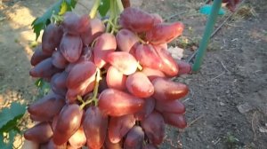 Виноград Дубовский розовый .