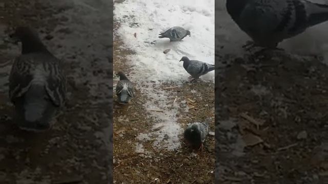 По спортивным голубям, малыши - поздныши. Андрей, питомник г. Жигулёвск, Самарская область. смотреть онлайн