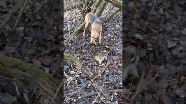 Охота с гончими на енота смотреть онлайн