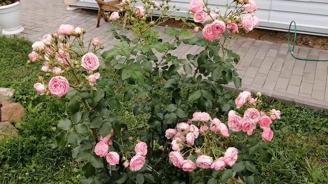 Роза - Помпонелла! Красивая,нежная, обильно-цветущая роза