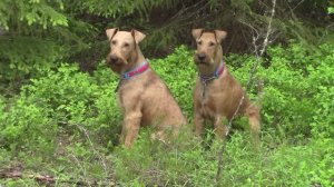 Ирландские терьеры : 4 сезона "весна"