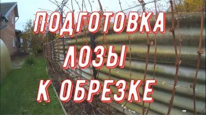 Ошибки виноградарей при подготовке виноградного куста к обрезке. Мои рекомендации для обрезки