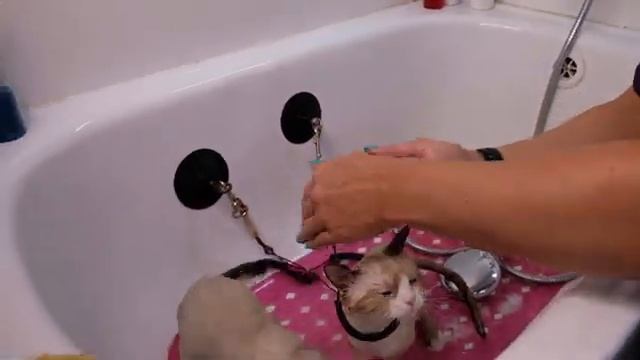 ГРУМИНГ КОТЁНКА ПОРОДЫ ХАЙЛЕНД СТРАЙТ