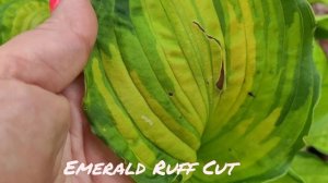 Хоста  Emerald Ruff Cut...одна из моих любимец...#hosta#EmeraldRuffCut#хоста#сорт#