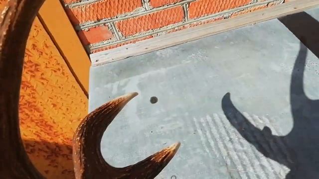 Трофейное дело. Реставрация медальона с рогом лося своими руками. Часть 3-я: покраска. смотреть онлайн