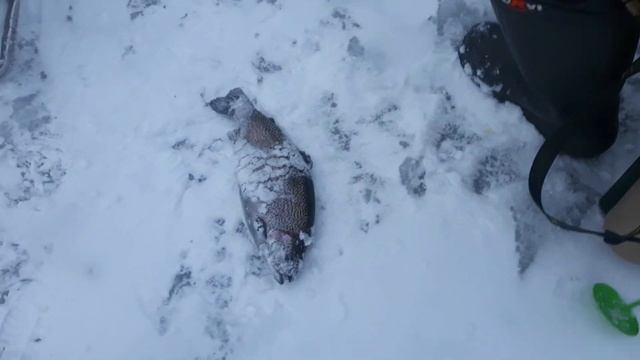 3.бешенный клев в Парус север. смотреть онлайн