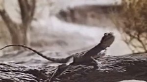 Степная агама