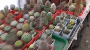 Маммилярия Хана (Mammilaria hahniana Маммилярия ханиана) артикул 1058 на сайте Кактусёнок.рф