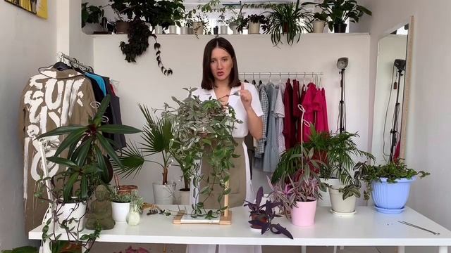 Традесканция: полный гид по уходу.