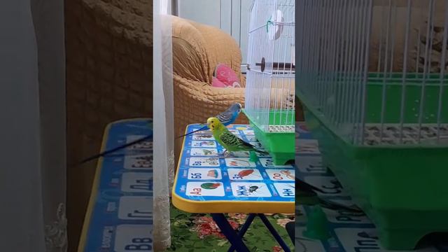прогулка попугая дома/какой должна быть прогулка попугая___безопасная прогулка
