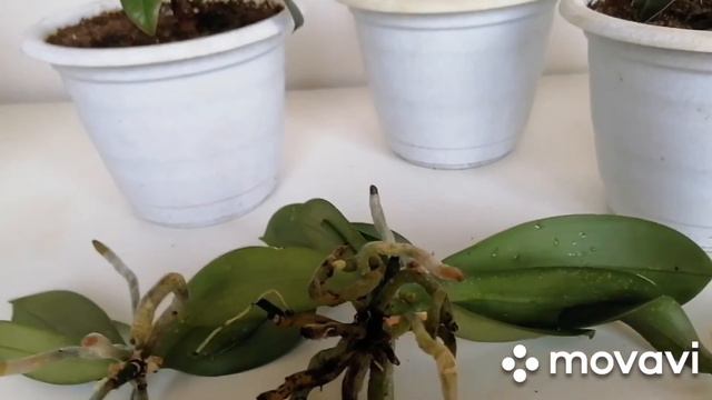 Деление орхидеи. Кто кушает мою орхидею. Заболел Снежок. смотреть онлайн