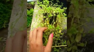 /Turtle vine care aur propogation method/Best for hanging planter/