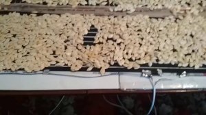 Лайфхак сушилка для семян тыквы своими руками