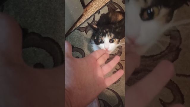 Запеканка с макаронами. Легкий рецепт, простой рецепт смотреть онлайн