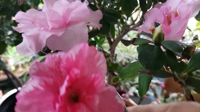 Азалия, результат укоренения черенков смотреть онлайн