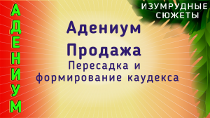 АДЕНИУМ. Продажа. Пересадка и формирование Адениума.