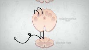 Проводящие пути #1: пути Голля и Бурдаха (тонкий и клиновидный пучки)