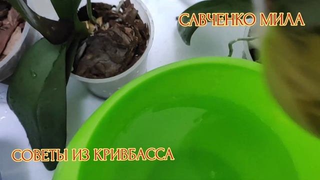 Удобрение Для Орхидей В Домашних Условиях