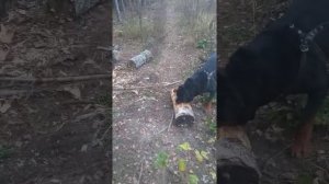 Ротвейлер Рвет