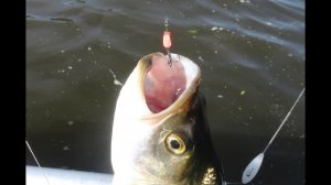 Рыбалка на Лаве: микротурбинка с бомбардой - 3.