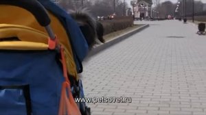Коляска для собак и кошек