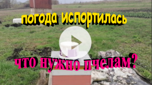 Погода испортилась. Что нужно пчелам в такое время