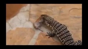 Варан ест морскую свинку