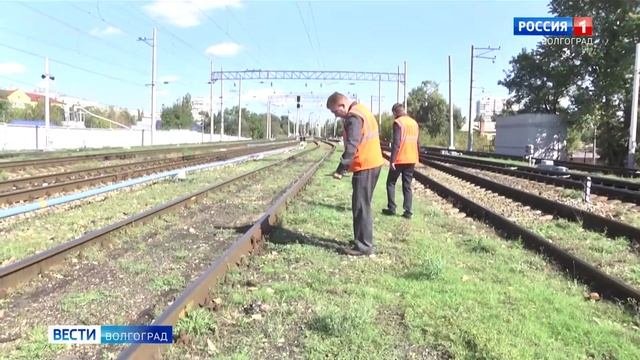 Волгоградская область избавилась от опасного сорняка – ценхруса малоцветкового