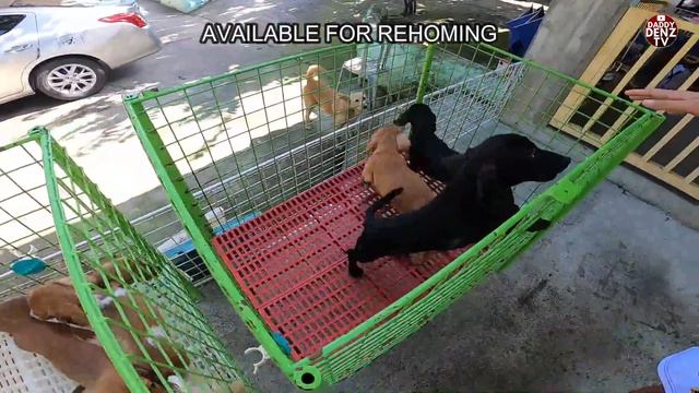 BREEDER NG MGA MINI DACHSHUND SA DAMPALIT MALABON...BY TIGZKIE LORD KENNEL смотреть онлайн