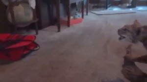 Смешные испуги людей и животных | Видео приколы|Смех до слез | Сборник приколов | Канал НастроэШн №