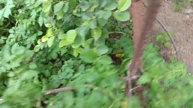 Совмещённые посадки картофеля и томатов смотреть онлайн