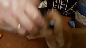 Очень злая чихуахуа