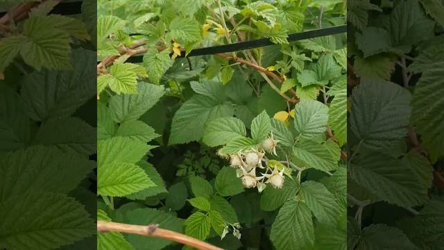 Малина Глен Ампл на 1 июня 2019г. смотреть онлайн