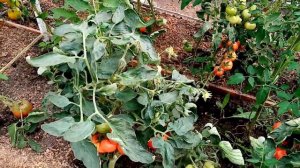 Помидоры сорта "УДАЧНЫЙ". Выращивать больше никогда не буду. Моё РАЗОЧАРОВАНИЕ.  8 августа 2022г.