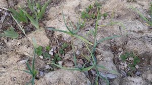 100 Как я сохраняю клубнику от вымерзания.