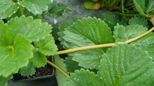 Сорт земляники нейтрального дня Крапо 10