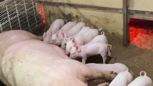 Продажа поросят порода крупно белая элитная