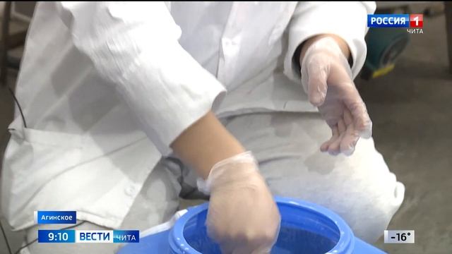 Скаморца, сулугуни, чечил: производство сыров запущено в Агинском округе