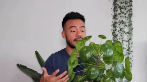 How To Care For Pilea Peperomioides | Houseplant Care Tips