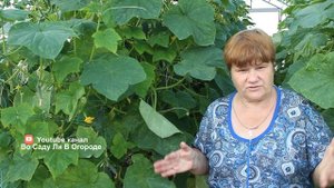 Эти Огурцы Буду Сажать Всегда. Высокий Урожай В Любых Условиях.