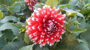 сад цветов flower garden цветочный сад